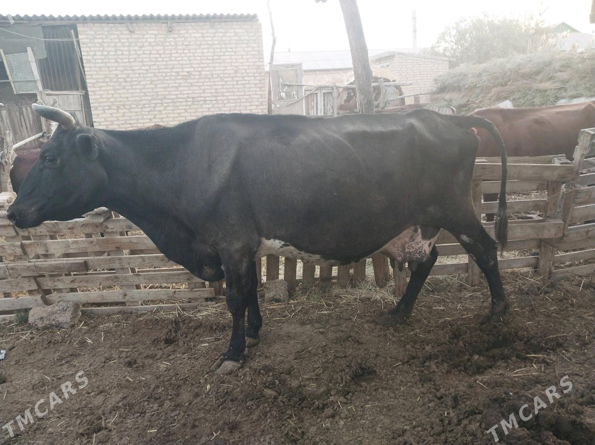 Göleli sygyr - Wekilbazar - img 2