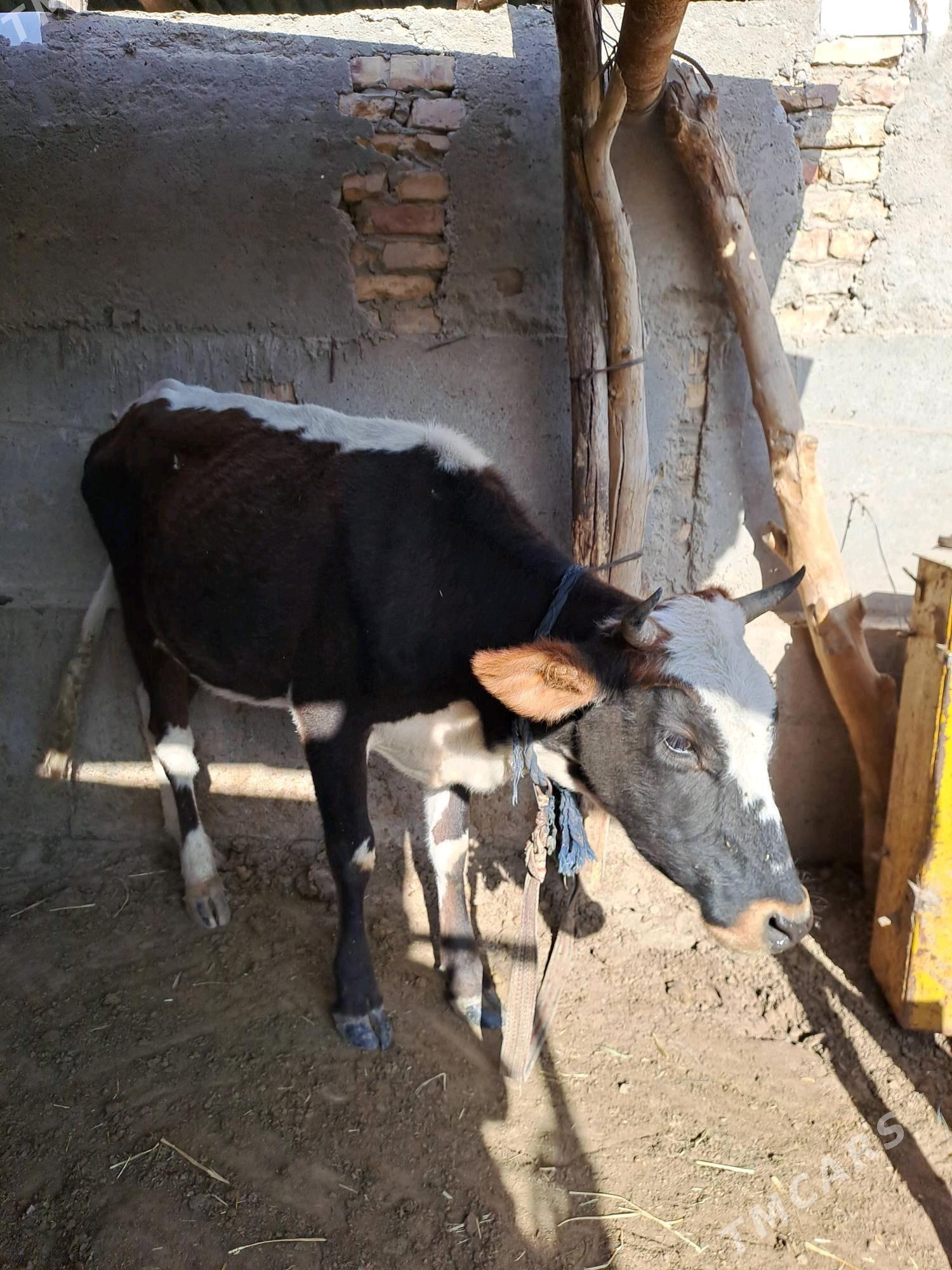 sygyr bos - Теджен - img 1