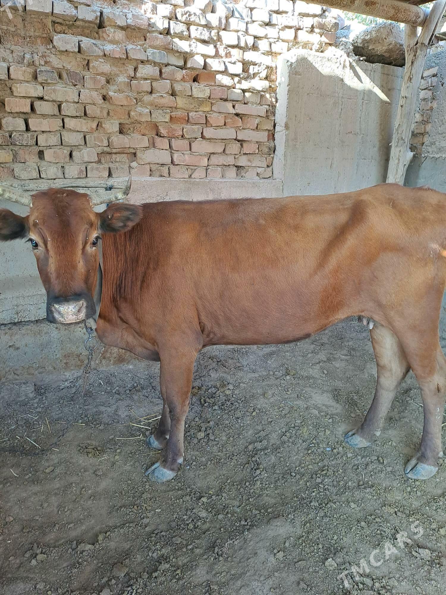 sygyr bos - Теджен - img 5