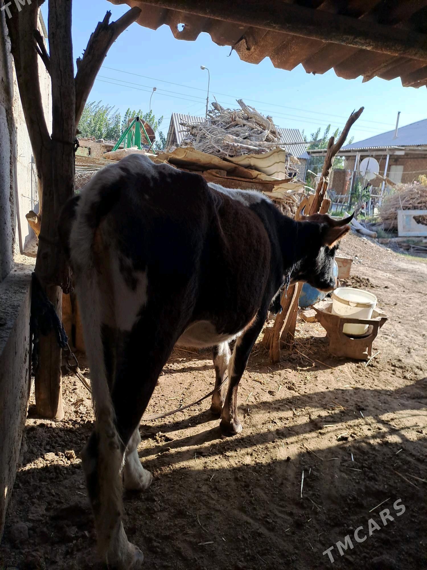 sygyr bos - Теджен - img 2