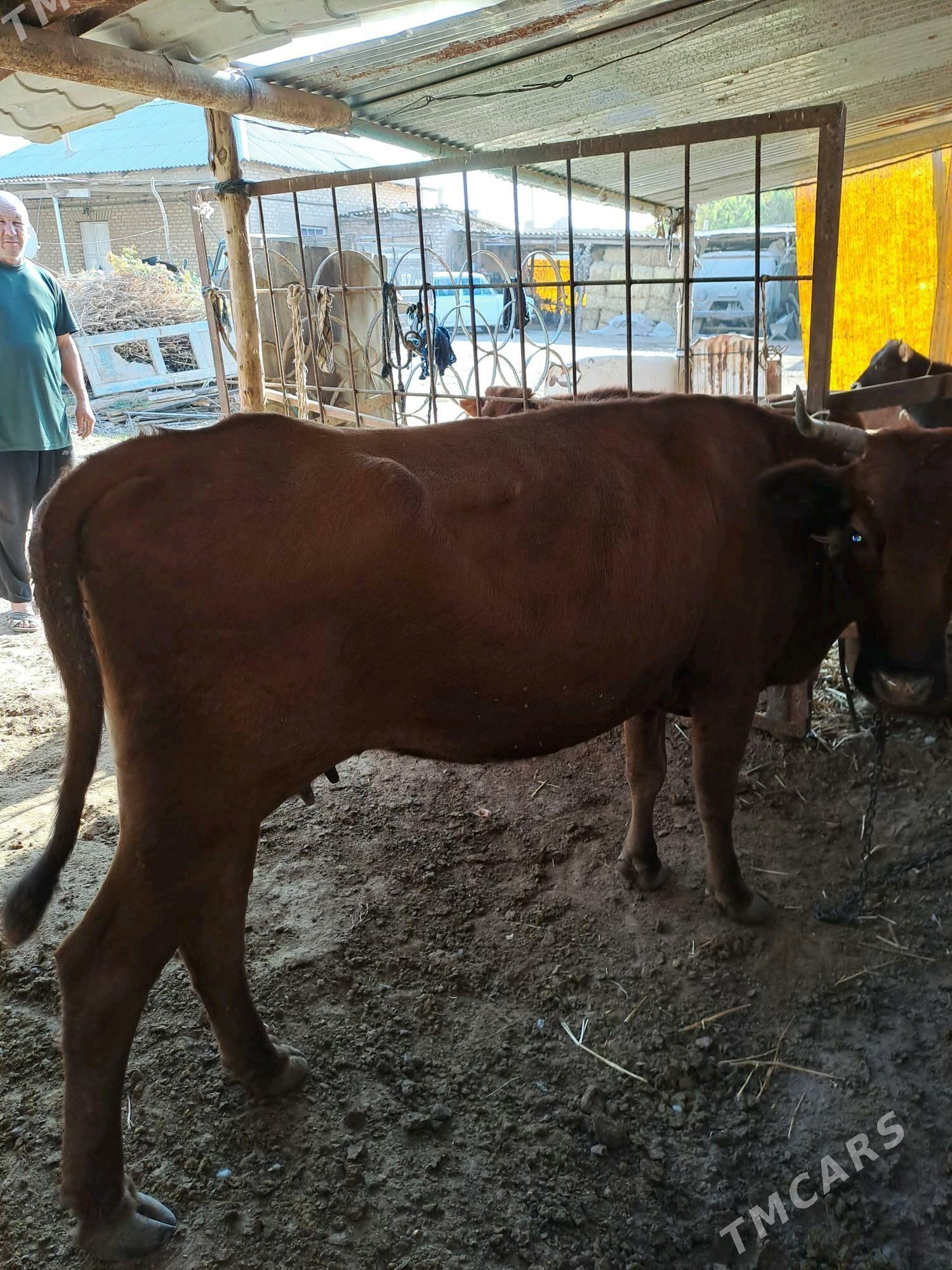 sygyr bos - Теджен - img 3