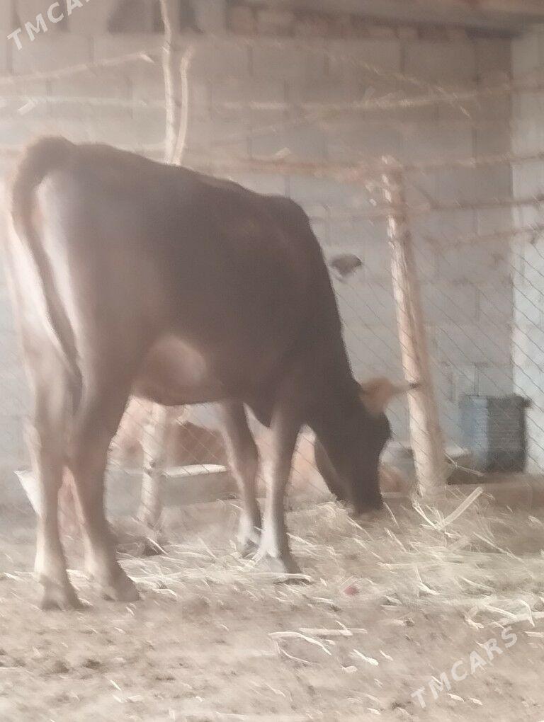 2 sany sygyr - Magtymguly - img 1