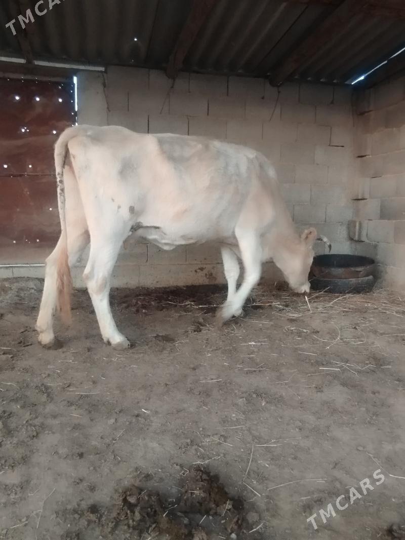 2 sany sygyr - Magtymguly - img 3