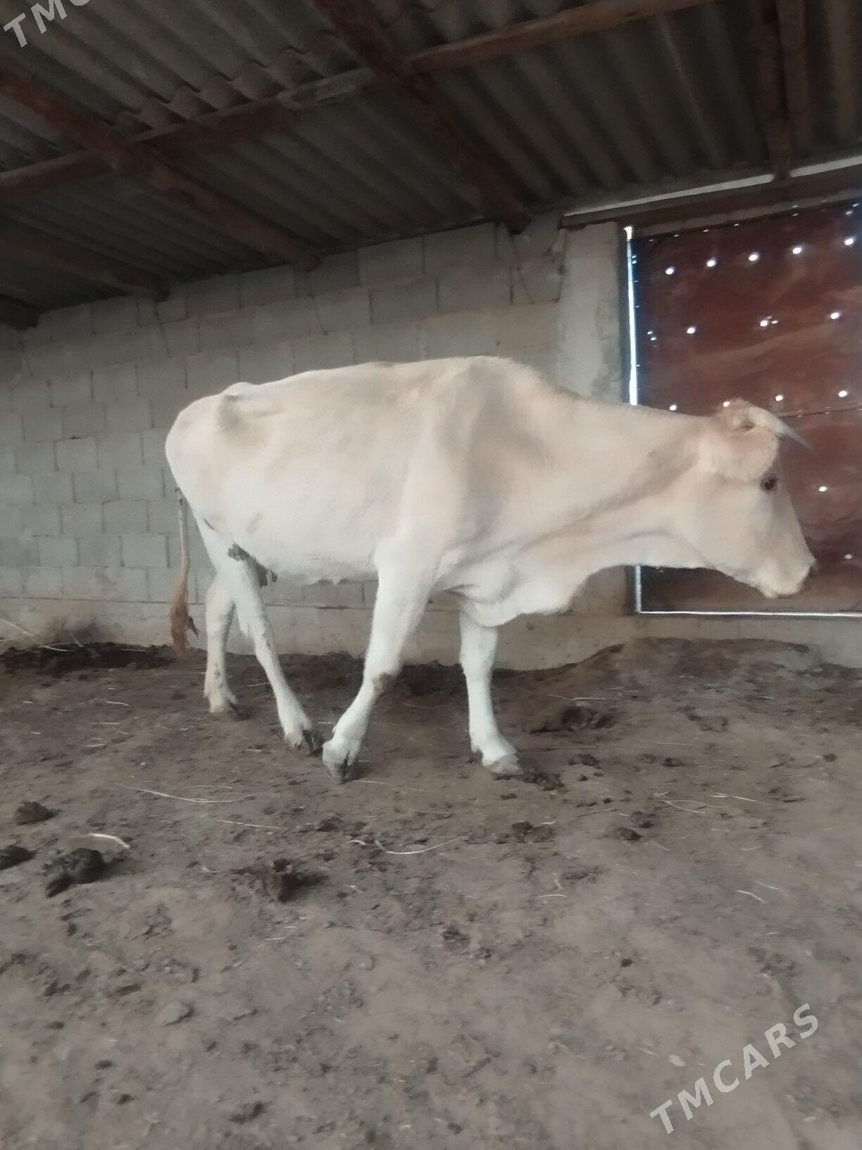 2 sany sygyr - Magtymguly - img 5