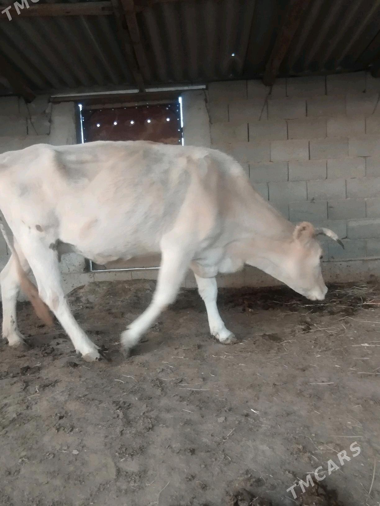 2 sany sygyr - Magtymguly - img 4