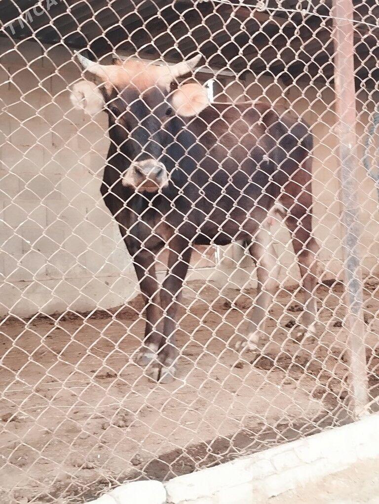 2 sany sygyr - Magtymguly - img 7