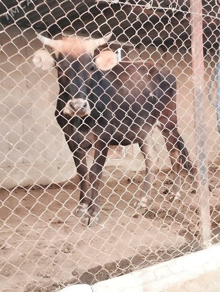 2 sany sygyr - Magtymguly - img 6