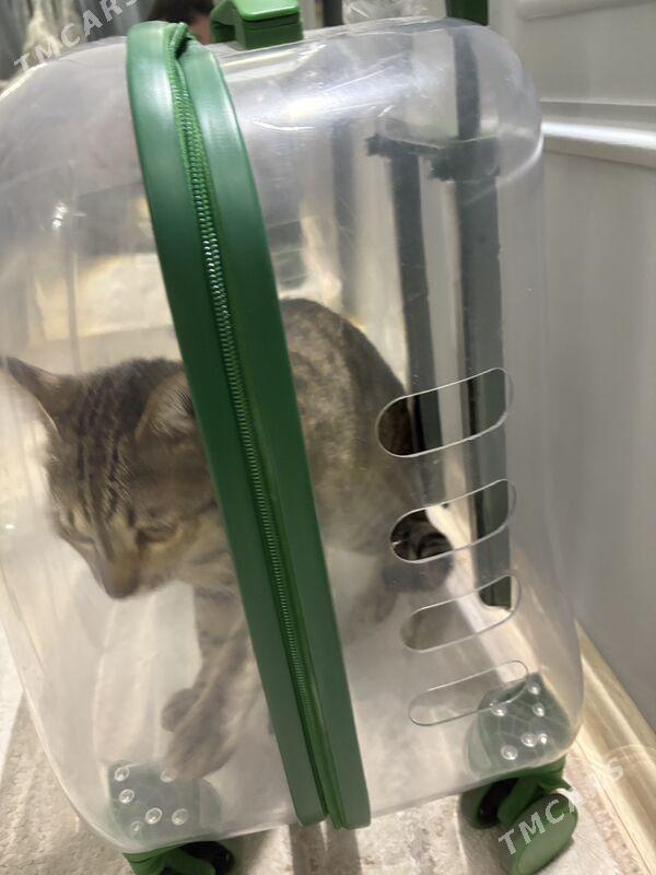 Чемодан для прогулки - Aşgabat - img 2