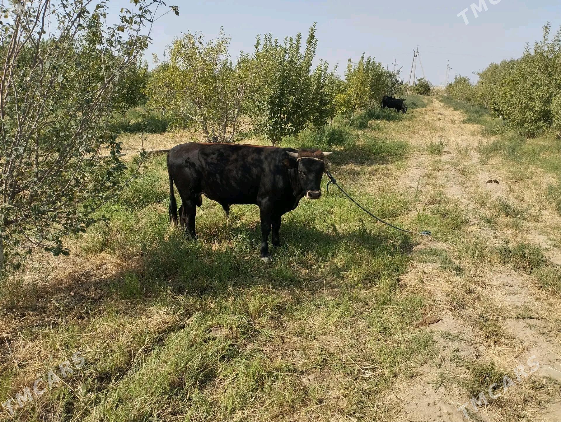 Bakylan semiz gurat öküzler - Гёкдепе - img 3