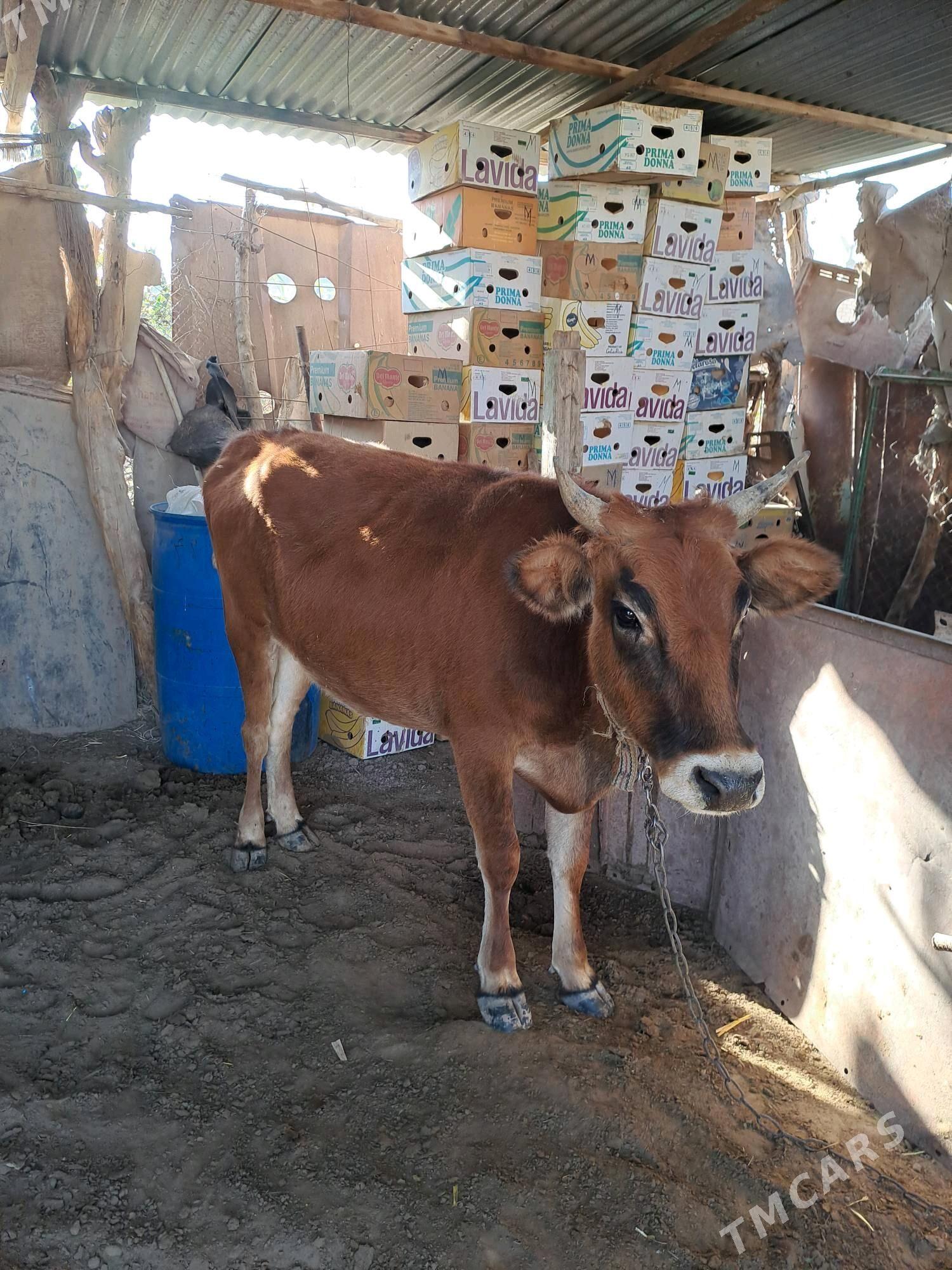 Sygyr - Теджен - img 2