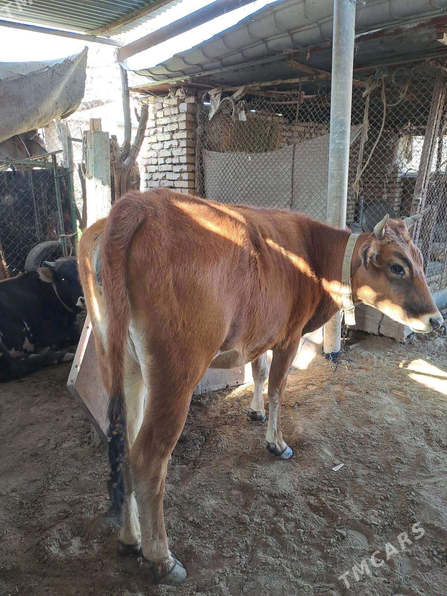 Sygyr - Теджен - img 1