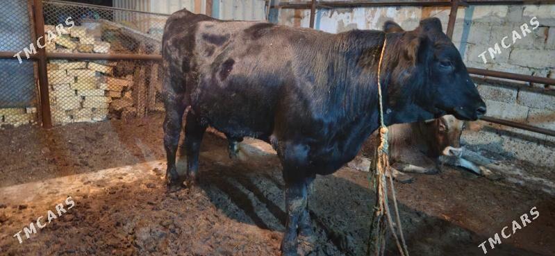 angus okuz - Ашхабад - img 2