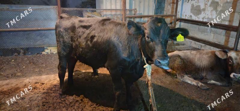 angus okuz - Ашхабад - img 3