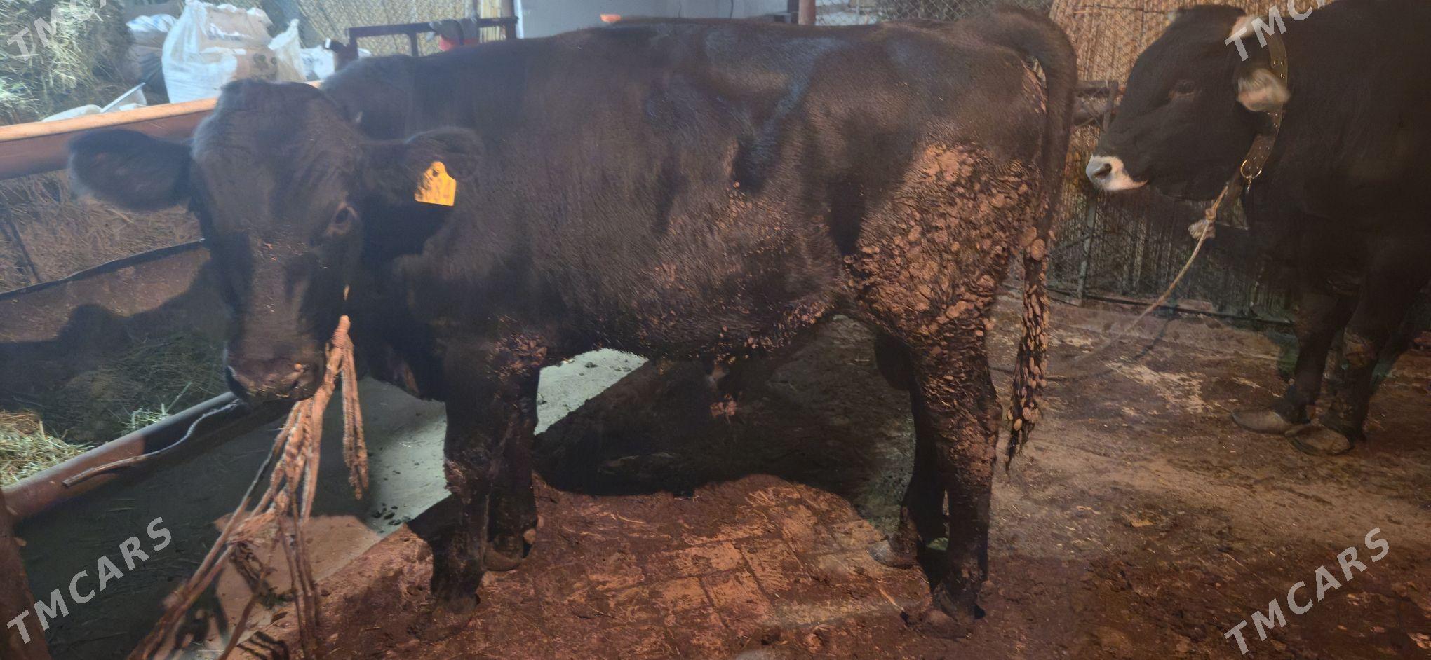 angus okuz - Ашхабад - img 4