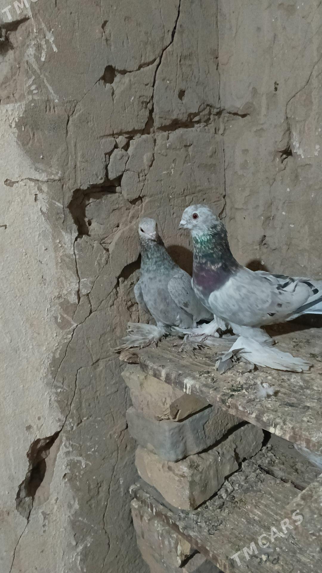 kepter - Farap - img 3