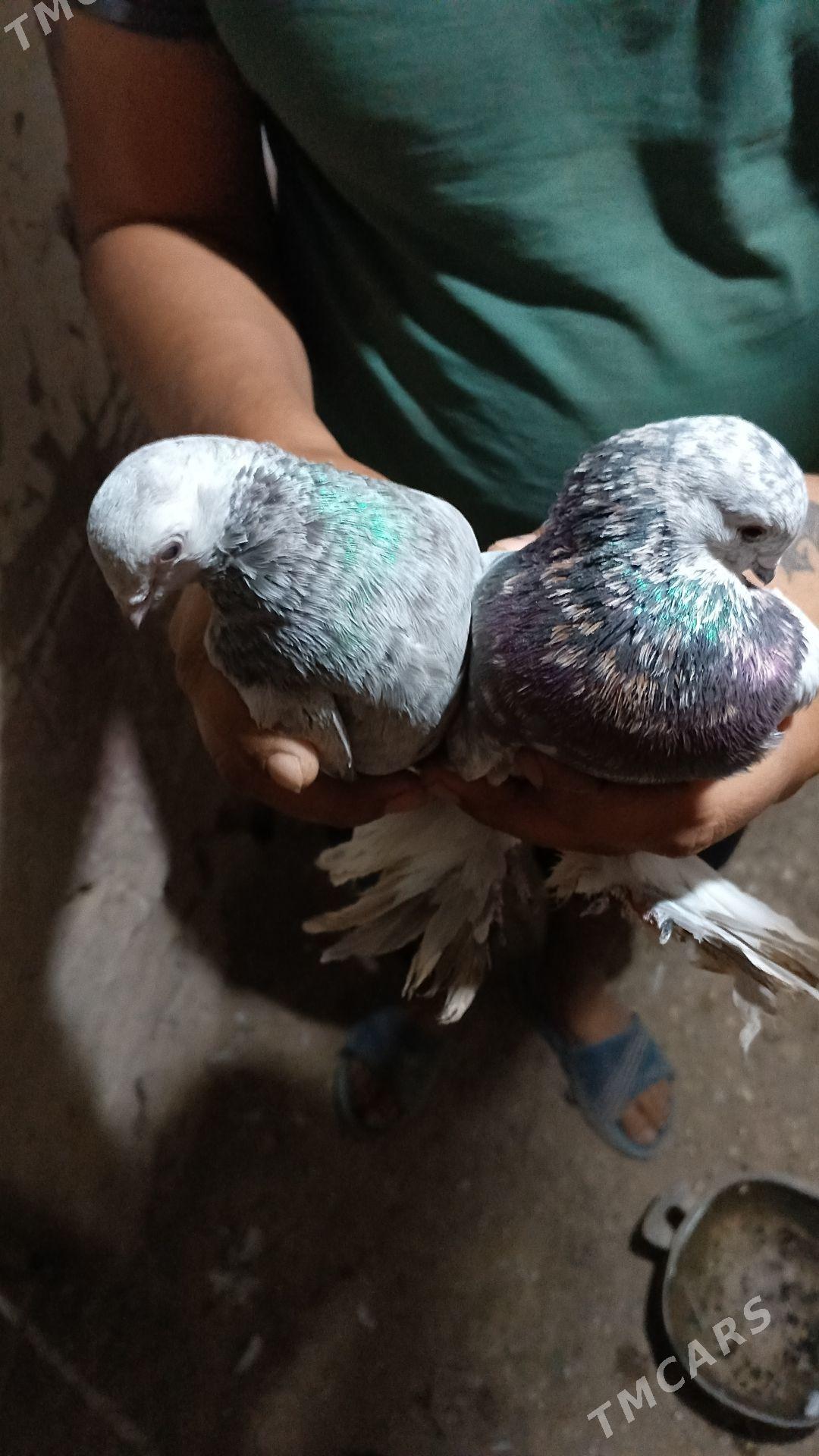 kepter - Farap - img 1