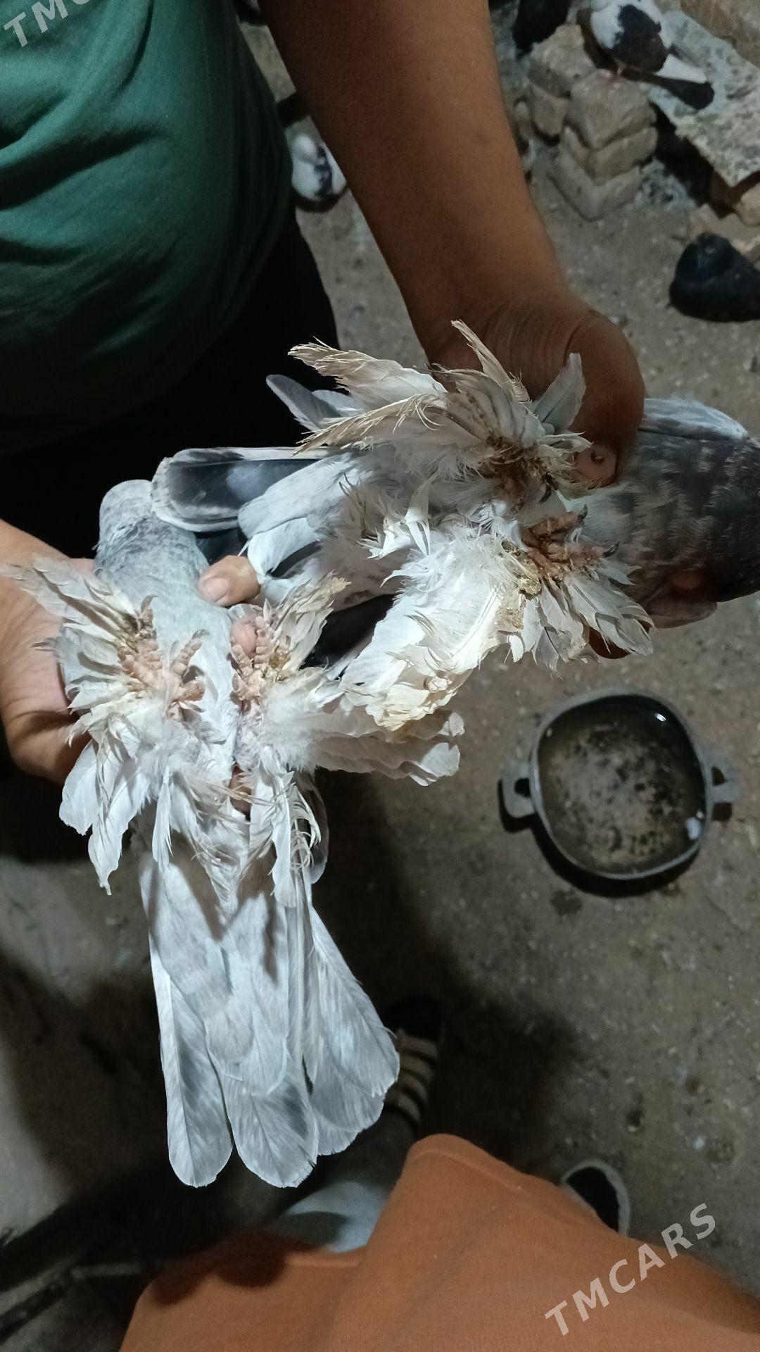 kepter - Farap - img 2