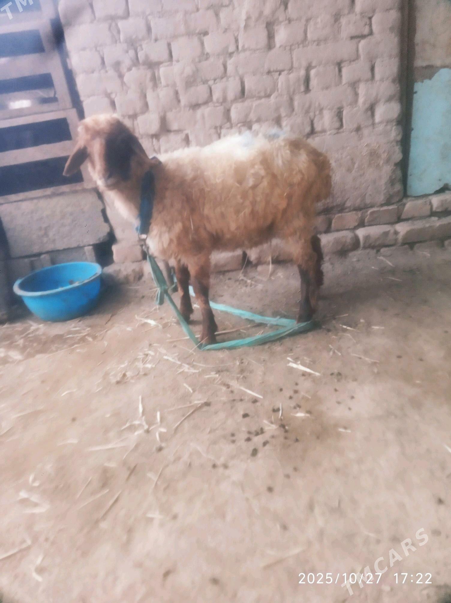 Guzy kici - Daşoguz - img 1