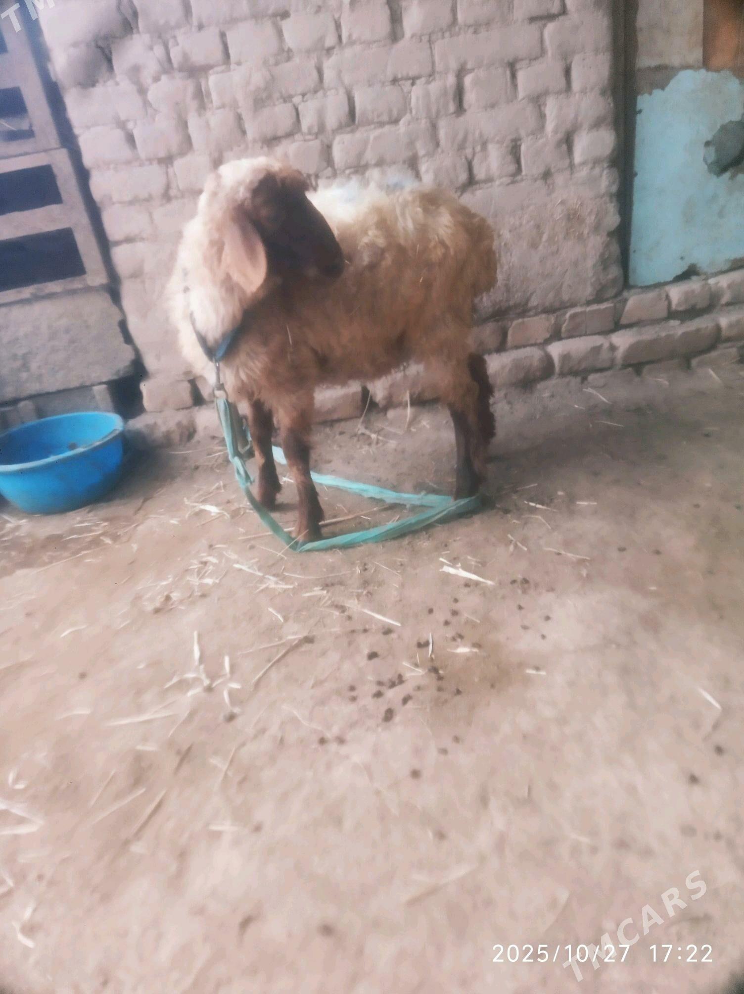 Guzy kici - Daşoguz - img 2