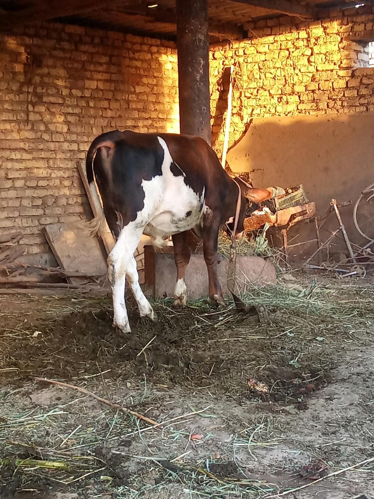 okuz - Бабадайхан - img 7