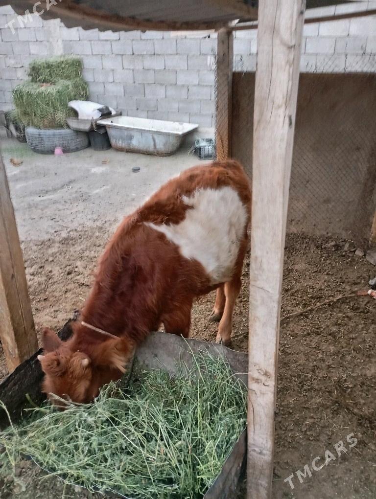 Ökűz - Änew - img 2