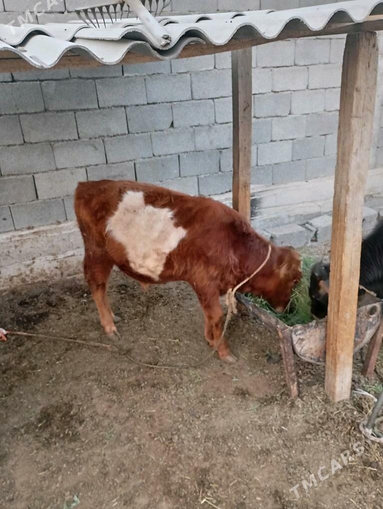 Ökűz - Änew - img 1