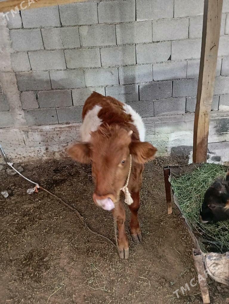 Ökűz - Änew - img 3