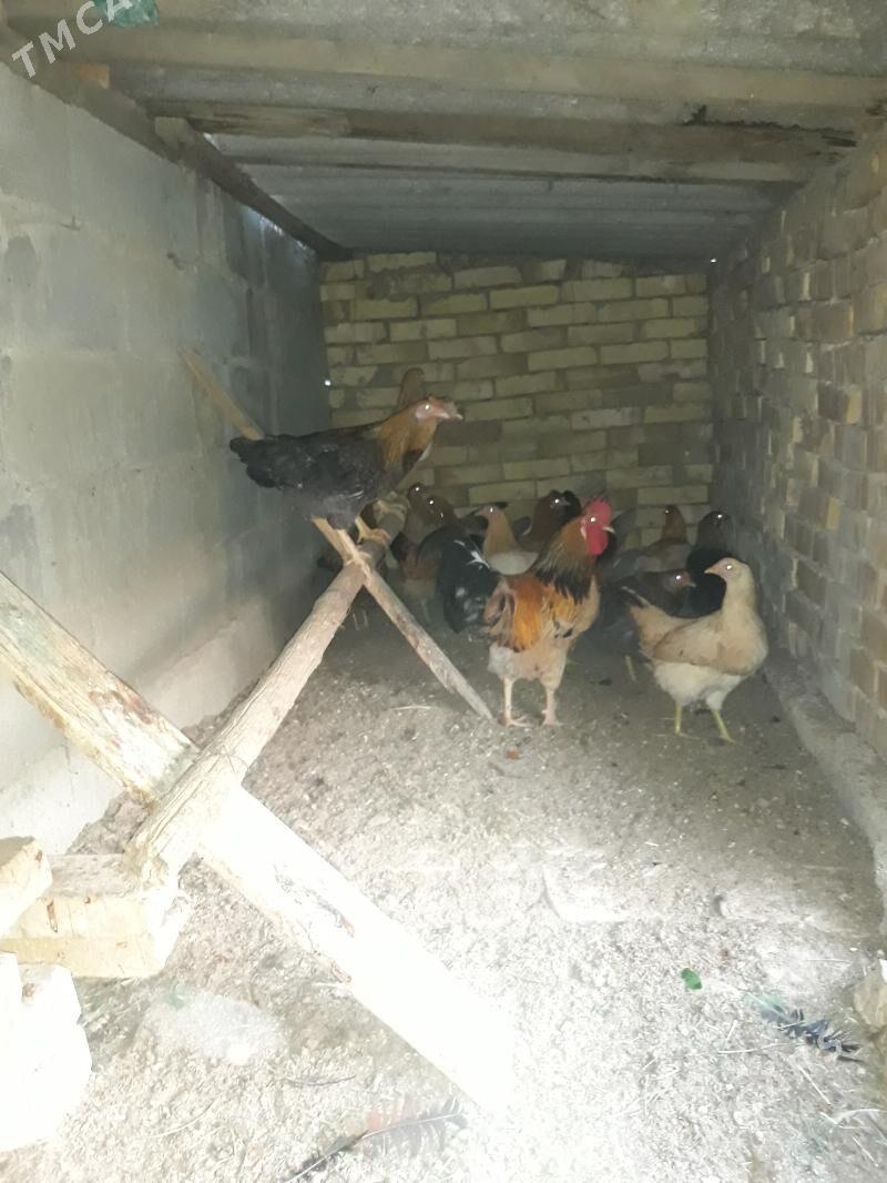 Towuk - Gökdepe - img 3