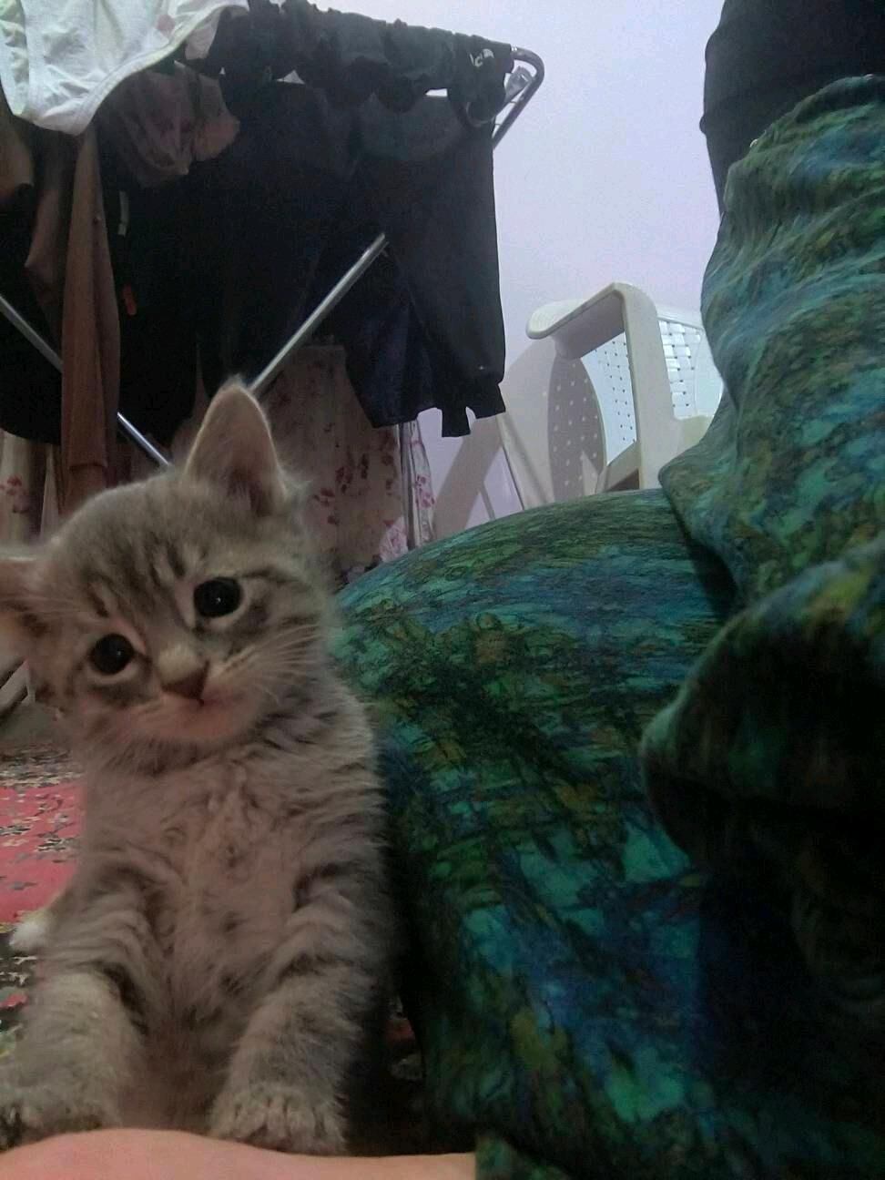 pishijekler kotenok - Анев - img 6