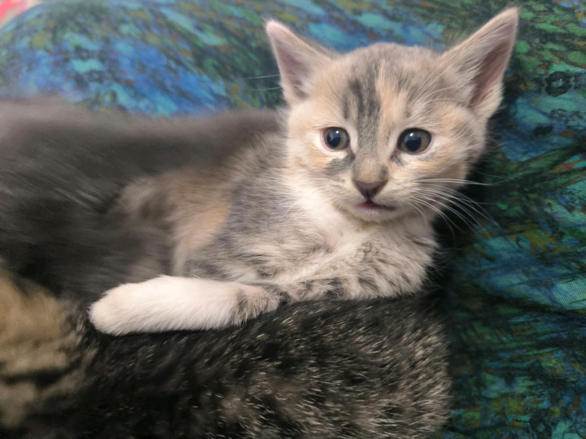 pishijekler kotenok - Анев - img 8