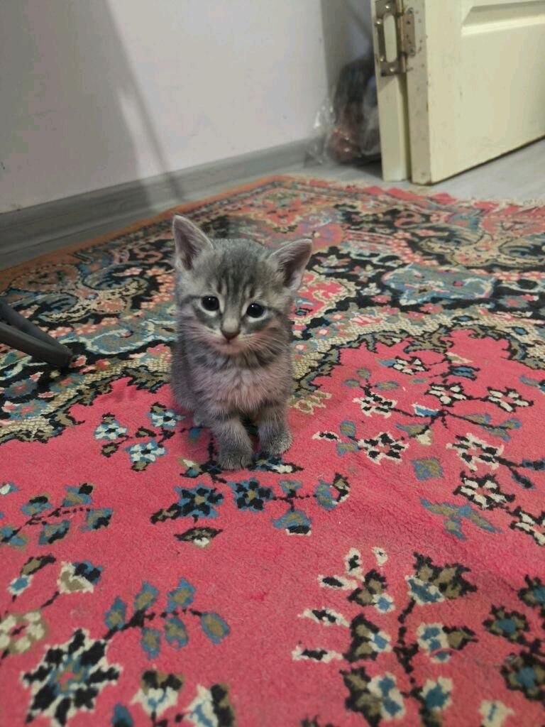 pishijekler kotenok - Анев - img 7