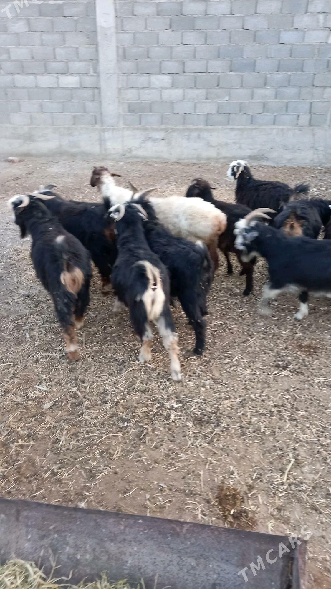 dog erkeç - Бахарден - img 2