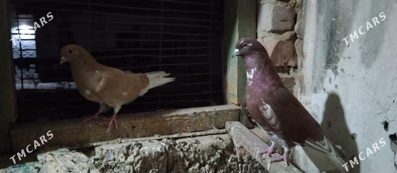 kepderi - Байрамали - img 1