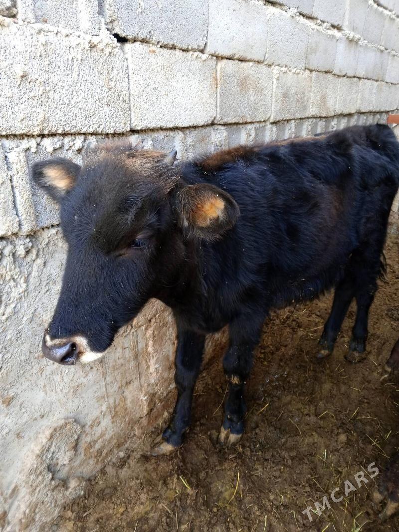 Okuz - Ашхабад - img 5