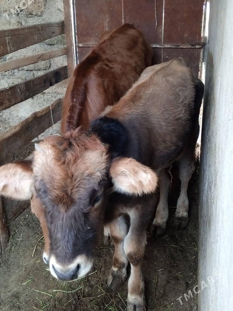 Okuz - Ашхабад - img 6