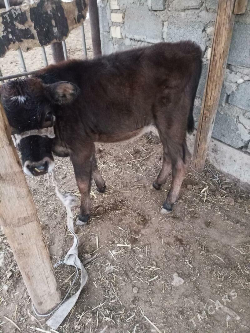 gole - Balkanabat - img 2