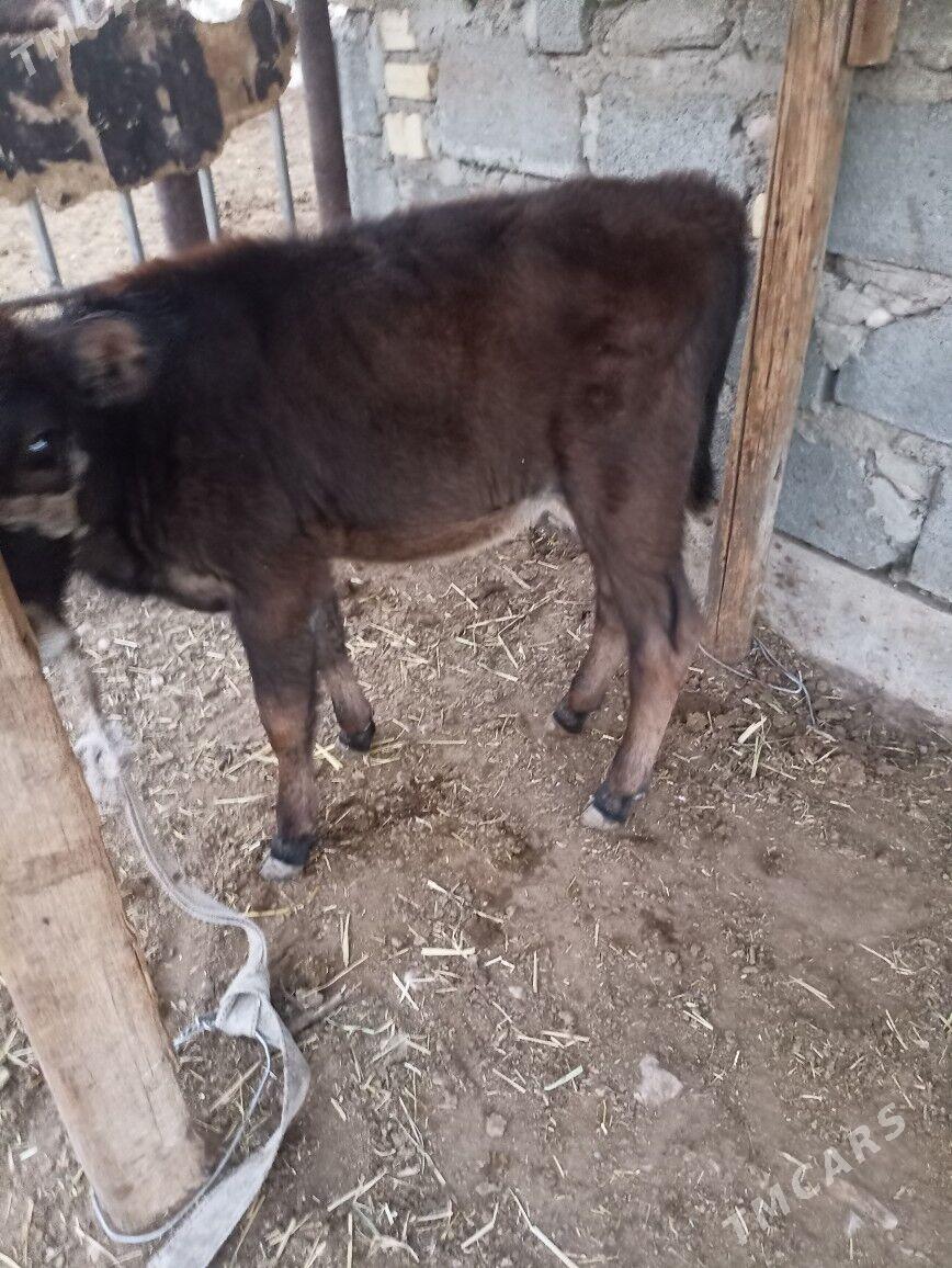 gole - Balkanabat - img 3