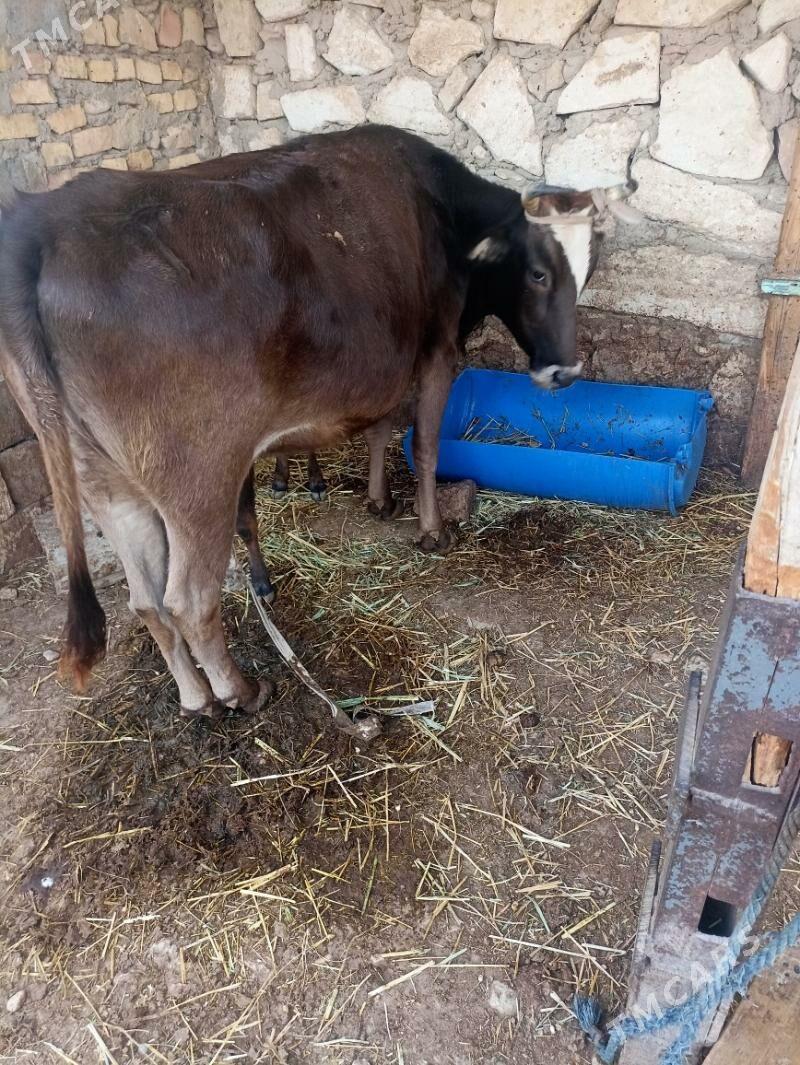 sygyr - Balkanabat - img 1