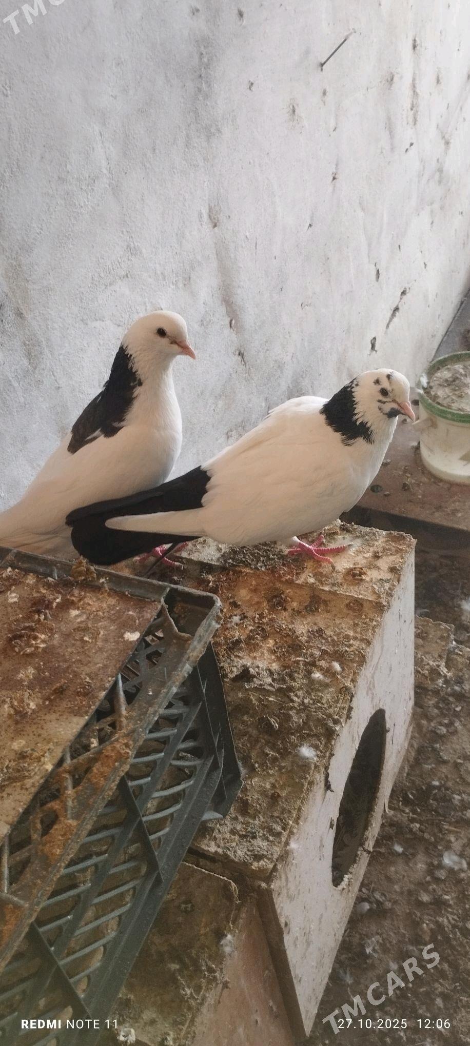 Kepderi - Мургап - img 3