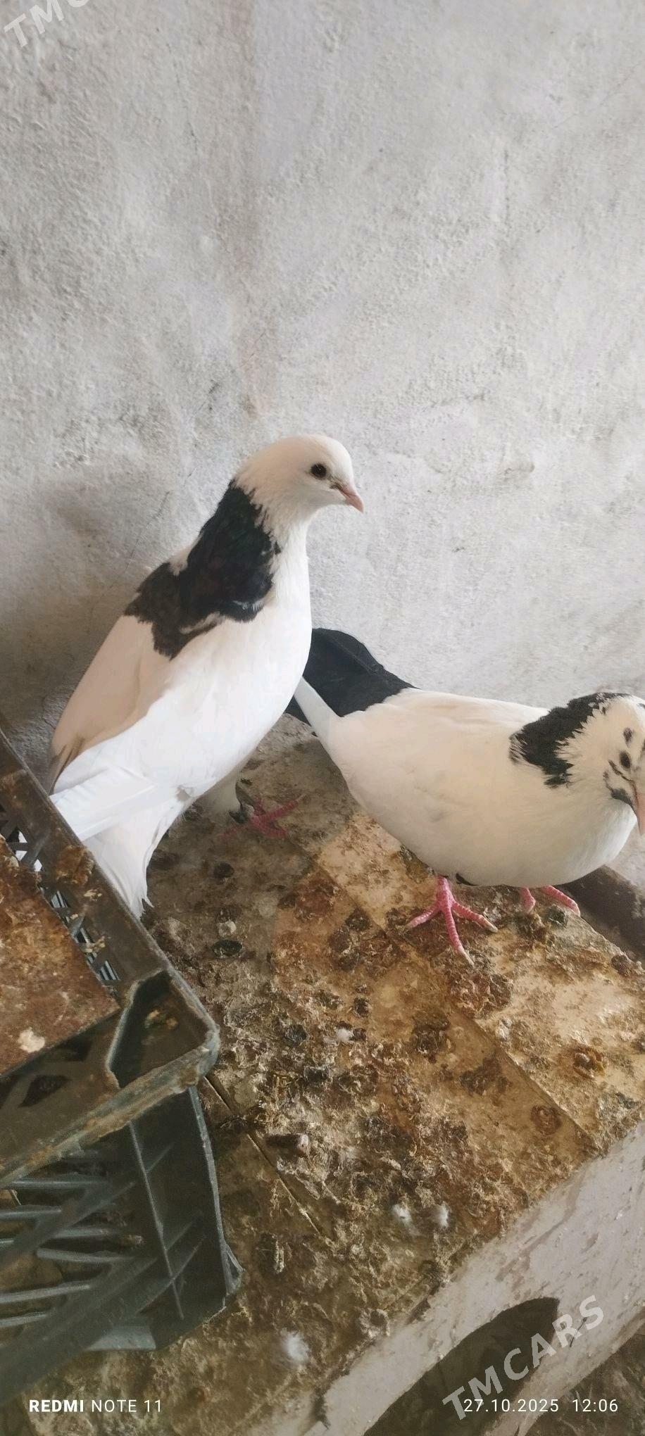 Kepderi - Мургап - img 5