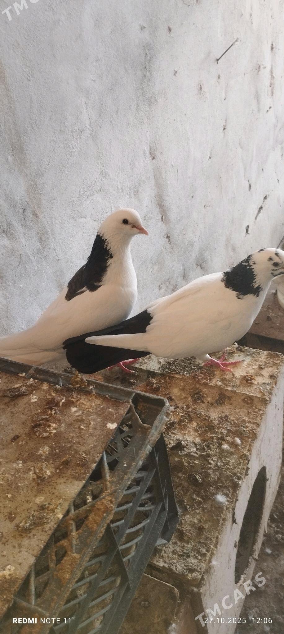 Kepderi - Мургап - img 2