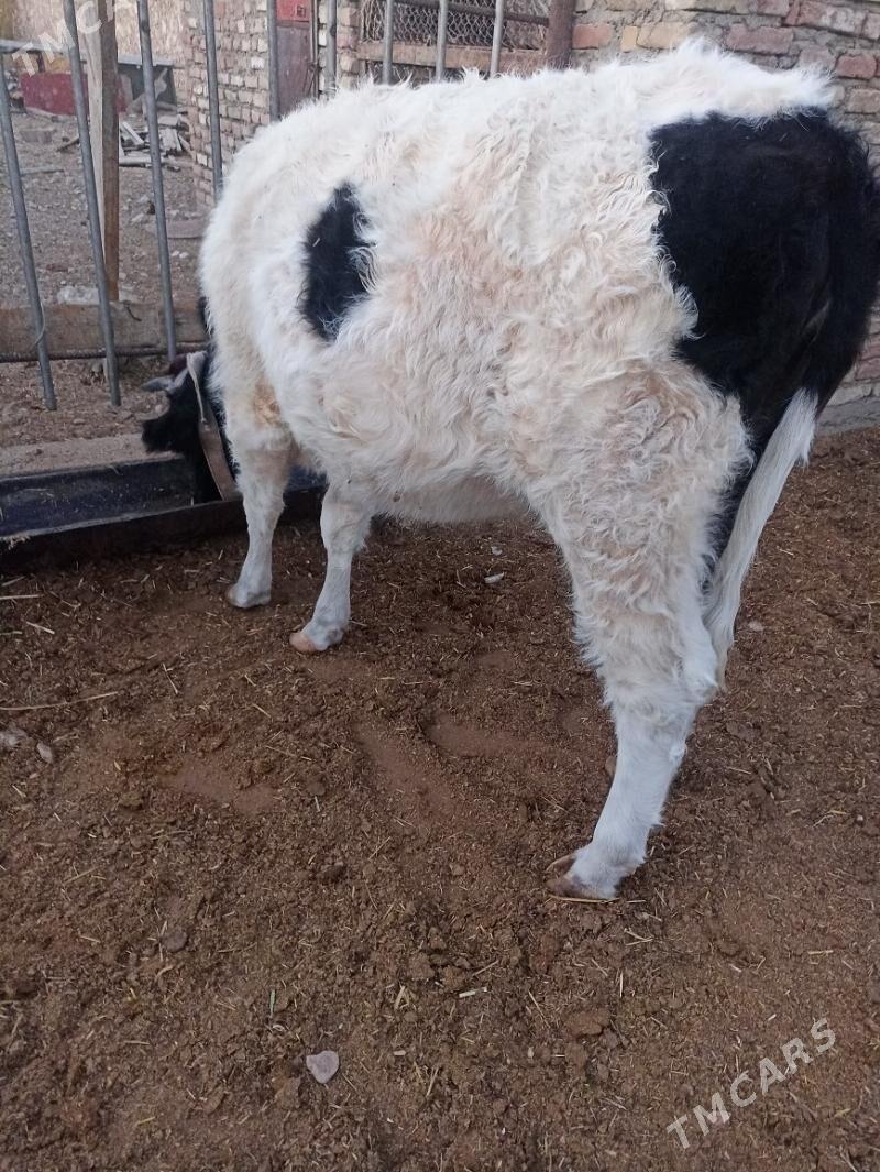 gacar - Балканабат - img 2