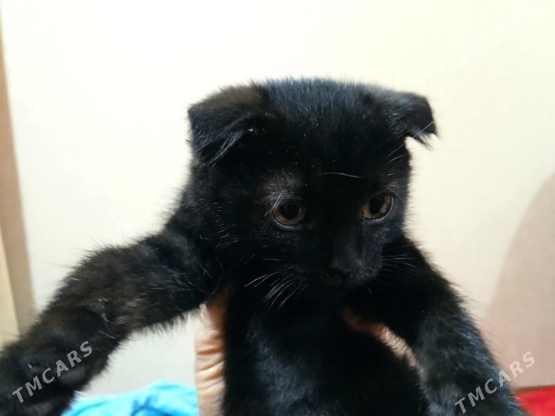 кошки - Мары - img 2