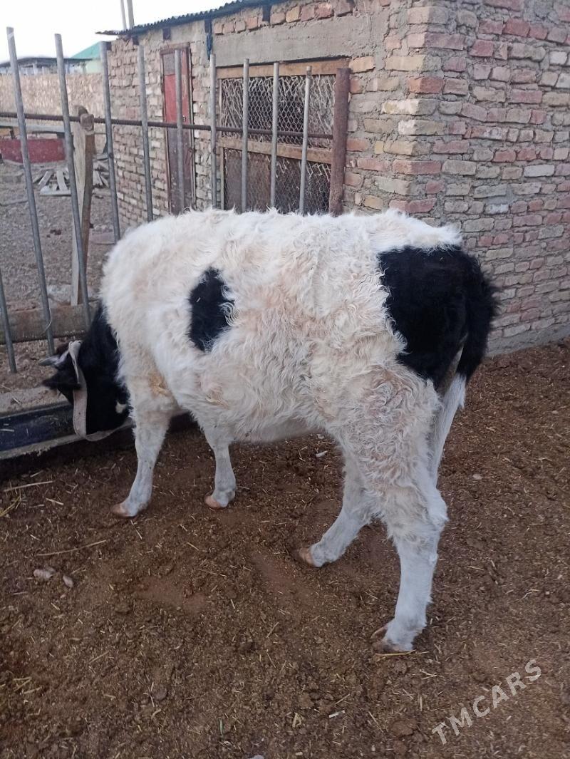 gacar - Балканабат - img 1