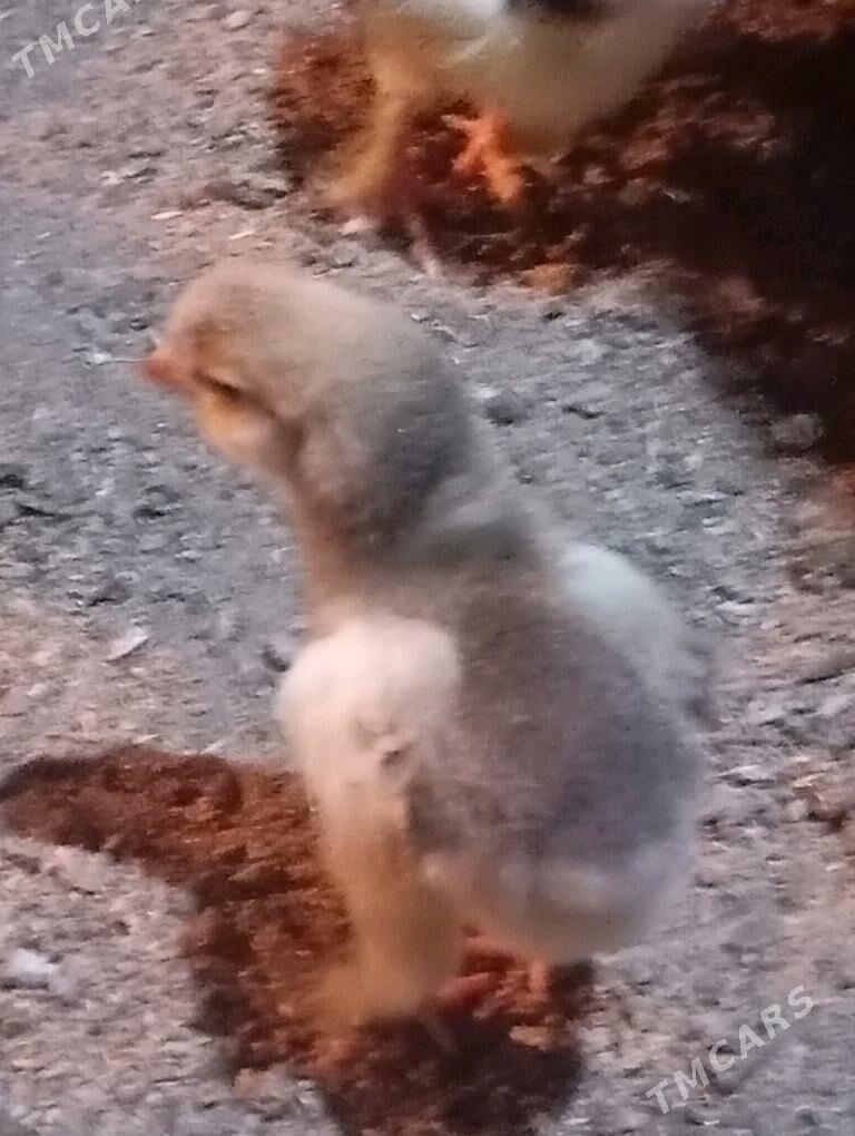 jüýje - Мары - img 2