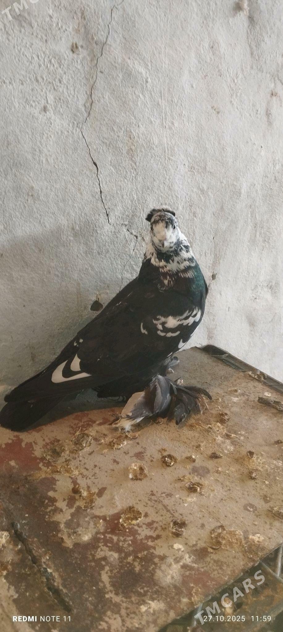 Kepderi - Мургап - img 3