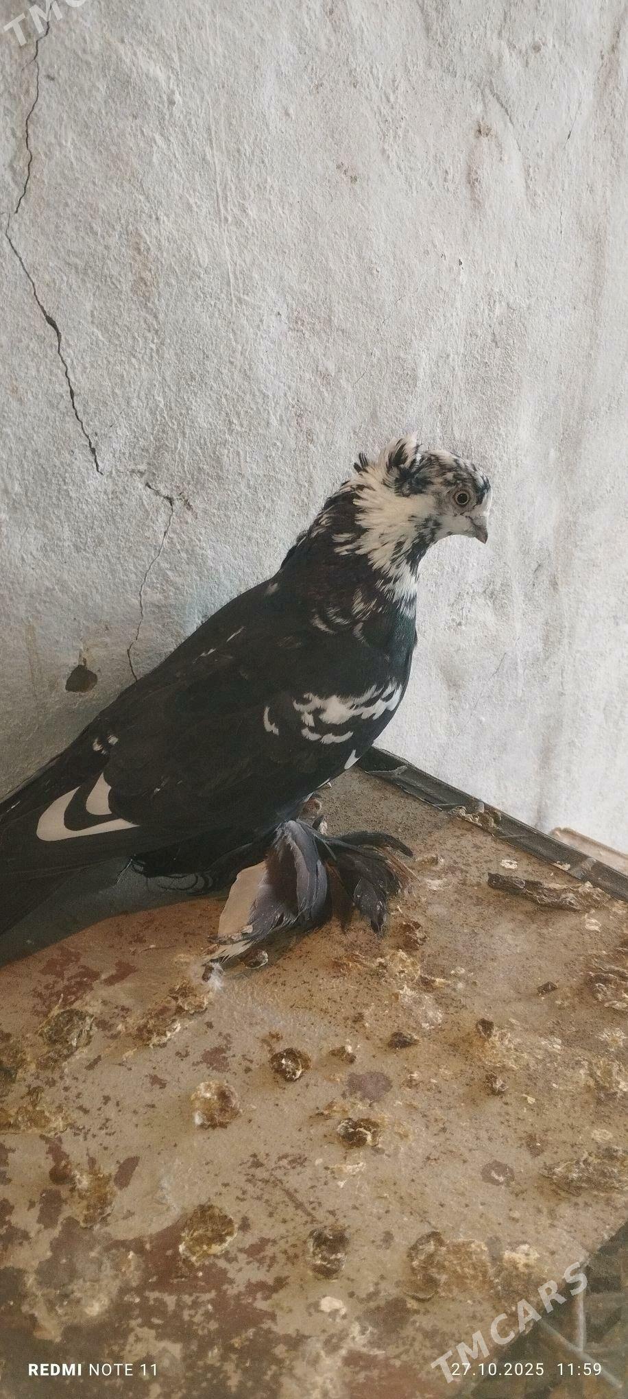 Kepderi - Мургап - img 4