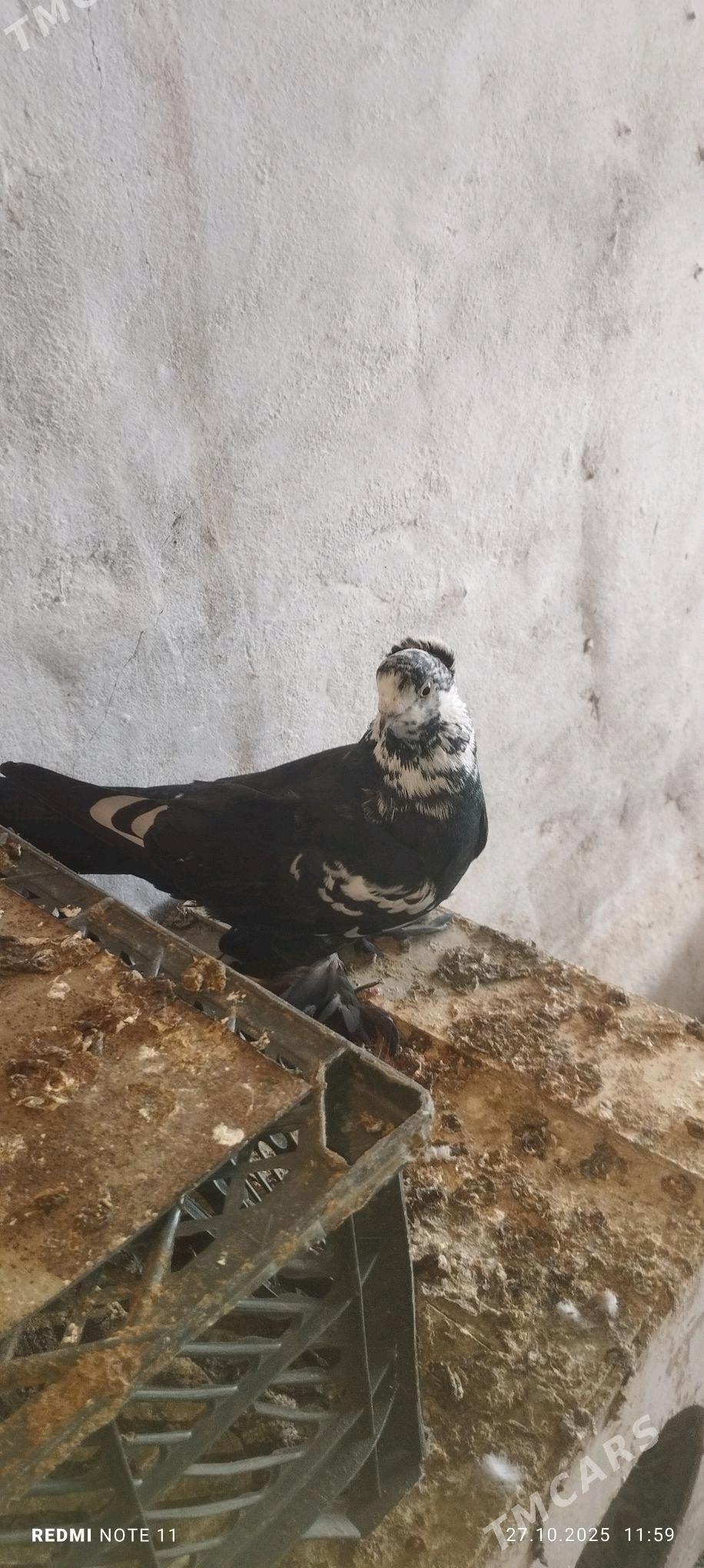 Kepderi - Мургап - img 2