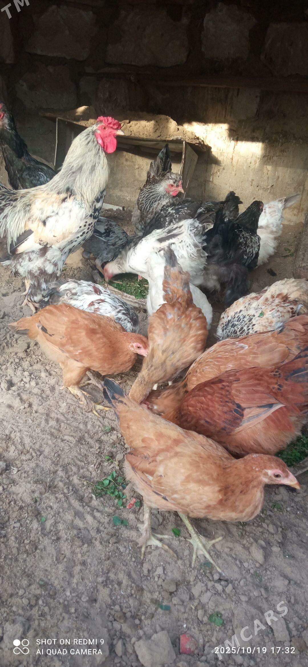 Horaz, Jüŷje - Jebel - img 1