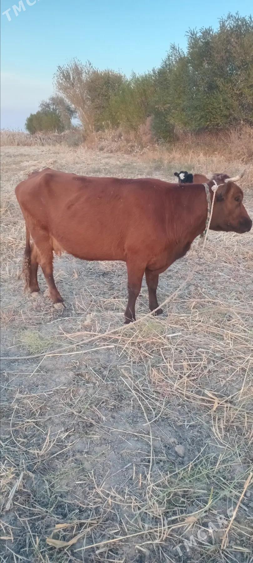 sygyr okiz - етр. Туркменбаши - img 1